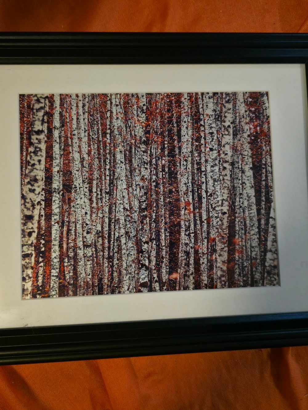 4/$67 Deal! Framed Birch Forest Wall Art
